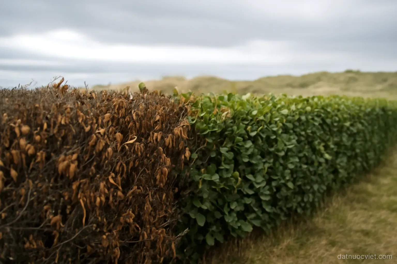 Windbreak hedge with foliage scorched on the seaward side and healthy inland, low dunes behind it under overcast sky